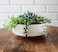 The HC Companies 6 Inch Round Plastic Succulent Capri Bowl 6x6x225 in Vanilla Bisque with Copper Bottom Color