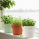 Pottiffe 10 Inch PlasticFlowerPotforIndoorPlants 4 Pack Large Outdoor Planter Pot with Drainage Holes Saucers Resin Decorative Garden Pots Planters