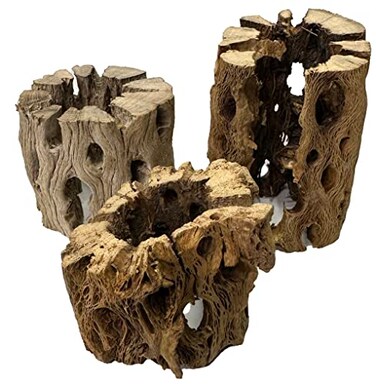 Awesome Industries 3 Natural Cholla Wood Air Plant Display Holders Individually Unique Round Decorative Stands 3 Pack Cholla Rounds