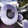 Yontree Fashion Fluffy Steering Wheel Covers for WomenGirlsLadies Australia Pure Wool 15 Inch 1 Set 3 Pcs Gray