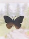 The Decal Empire Retractable Screen Door Decals 5 per Package Keep Children Safe Alert Birds Dogs Kids Warn Protect Window Safety Butterflies White