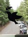 The Decal Empire Retractable Screen Door Decals 5 per Package Keep Children Safe Alert Birds Dogs Kids Warn Protect Window Safety Doves Black