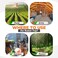 eXuby Squirrel Trap 2 Pack Consistent Humane Traps Every Time with no Failures Powerful Spring 5 Large Opening 96 Instant Kill for Attic Garden Forest More Reusable Easy Setup