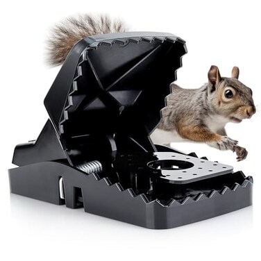 eXuby Squirrel Trap 2 Pack Consistent Humane Traps Every Time with no Failures Powerful Spring 5 Large Opening 96 Instant Kill for Attic Garden Forest More Reusable Easy Setup