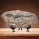 XINDAM Resin Tyrannosaurus Rex Dinosaur Fossil Statue Model Simulated Skeleton Home Office Display Decorative Craft Box Decoration Style 5