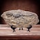 XINDAM Resin Tyrannosaurus Rex Dinosaur Fossil Statue Model Simulated Skeleton Home Office Display Decorative Craft Box Decoration Style 5