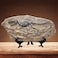 XINDAM Resin Tyrannosaurus Rex Dinosaur Fossil Statue Model Simulated Skeleton Home Office Display Decorative Craft Box Decoration Style 5