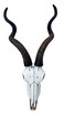 Top Brass 14 12 African Kudu Antelope Skull Wall Mount Head Rustic Safari Decor