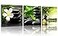 TutuBeer 3 Panel Zen Canvas Wall Art Still Life SPA Stone Green Bamboo White Frangipani Flower Pictures Prints on Canvas for Home Office Kitchen Wall Decor Stretched and Framed Each Panel 12x12inch