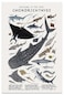 kerneLight Shark Wall Art Animals Pictures Chondrichthyes Guide Poster Knowledge Prints Animals Fish Canvas Chart Poster Room Aesthetic for Home Classroom Office Bathroom Wall Decor 12x18in Frameless