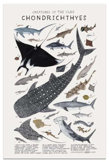 kerneLight Shark Wall Art Animals Pictures Chondrichthyes Guide Poster Knowledge Prints Animals Fish Canvas Chart Poster Room Aesthetic for Home Classroom Office Bathroom Wall Decor 12x18in Frameless