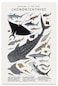 kerneLight Shark Wall Art Animals Pictures Chondrichthyes Guide Poster Knowledge Prints Animals Fish Canvas Chart Poster Room Aesthetic for Home Classroom Office Bathroom Wall Decor 12x18in Frameless