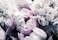 Reyhui Floral Wallpaper Mural Large Rose Flowers Mural for Bedroom Living Room Wall not selfAdhesive
