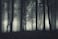 MFWFM Foggy Forest Wallpaper Misty Jungle Rainforest Trees Nature Landscape Wall MuralNot Peel n Stick