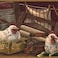 CONCORD WALLCOVERINGS Wallpaper Border Rooster Pattern Chickens Laundry Iron for Kitchen Dining Room Living Room Red Green White Brown 15 Feet by 9 Inches BSB7023B