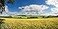 Yeele 12x6ft Vinyl Countryside Farm Field Backdrop for Photography Wheat Field Meadow Background Harvest Photo Booth Shoot Studio Props