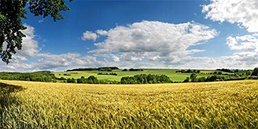 Yeele 12x6ft Vinyl Countryside Farm Field Backdrop for Photography Wheat Field Meadow Background Harvest Photo Booth Shoot Studio Props