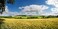 Yeele 12x6ft Vinyl Countryside Farm Field Backdrop for Photography Wheat Field Meadow Background Harvest Photo Booth Shoot Studio Props