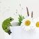 Top Collection Miniature Fairy Garden and Terrarium Frog Flower Pot and Vase Hugger Mini