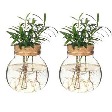 wangsdjy Plant Propagation StationHydroponic Terrarium VaseDesktop Glass Planter Stationfor HousesGarden Decorationsropagating Hydroponic PlantsCenterpiece OfficeHome Garden Decor 2