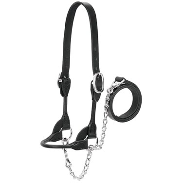 Weaver Leather DairyBeef Rounded Show Halter Black Medium