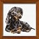 RIOLIS Dachshund 906 Dogs Cross Stitch Kits 984 x 984 Counted Cross Stitch Kits Counted Cross Stitch Kits for Beginners Advanced Cross Stitching Kits for Adults Dog Embroidery Kit