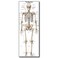 Young N Refined Life Size Skeleton bones named Poster for classroom or lab printed on durable quality plastic FIXES UPDATED 202624x66