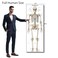 Young N Refined Life Size Skeleton bones named Poster for classroom or lab printed on durable quality plastic FIXES UPDATED 202624x66
