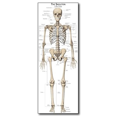 Young N Refined Life Size Skeleton bones named Poster for classroom or lab printed on durable quality plastic FIXES UPDATED 202624x66