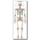 Young N Refined Life Size Skeleton bones named Poster for classroom or lab printed on durable quality plastic FIXES UPDATED 202624x66