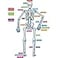 Teacher Created Resources Human Skeleton Magnetic Accents Multi 33 x 10 x 91