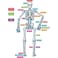 Teacher Created Resources Human Skeleton Magnetic Accents Multi 33 x 10 x 91