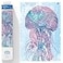 DIAMOND DOTZ Jellyfish Swish Diamond Painting Kits for Adults Diamond Art Kits a Relaxing Creative Craft Kit with Dotz Gems 30x11
