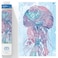 DIAMOND DOTZ Jellyfish Swish Diamond Painting Kits for Adults Diamond Art Kits a Relaxing Creative Craft Kit with Dotz Gems 30x11
