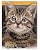Apomelo Diamond Art Cat Diamond Art Painting Kit for Adults Tabby Cat for Home Wall Decor1216