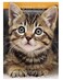 Apomelo Diamond Art Cat Diamond Art Painting Kit for Adults Tabby Cat for Home Wall Decor1216