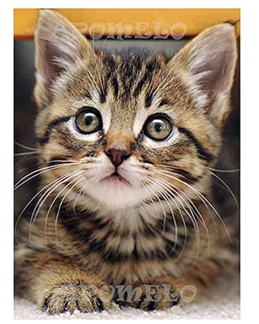 Apomelo Diamond Art Cat Diamond Art Painting Kit for Adults Tabby Cat for Home Wall Decor1216