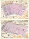 DoubleChin Cardcaptor Sakura Clow Cards Gift Set