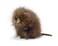 Hansa Muskrat Plush