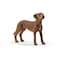 Schleich Farm World Animal Toys for Kids Rhodesian Ridgeback Figurine Ages 3