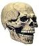 LEKA NEIL Skull Mask Skull Mask with Movable Chin is suitable for adults over 18 years old