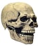 LEKA NEIL Skull Mask Skull Mask with Movable Chin is suitable for adults over 18 years old