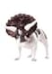 California Costumes Triceradog Dog Costume Large