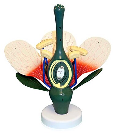 Vision Scientific VAN307 Dicot Flower Model 8X Enlarged Can be Disassembled Important Structures are Numbered Mounted on a Stand W Key Card