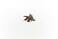 Schleich Wild Life Animal Toy for Boys and Girls Ages 3 Iguana Multicolor 11 inch