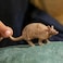 Schleich Wild Life Wild Animal Toy Armadillo Figurine Kids and Toddlers Ages 3