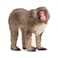 Schleich Wild Life Wild Animal Toy Japanese Macaque Figurine Kids and Toddlers Ages 3