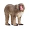 Schleich Wild Life Wild Animal Toy Japanese Macaque Figurine Kids and Toddlers Ages 3