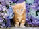 Clementoni Gattino Rosso Ginger Cat in Flowers 500 Piece Jigsaw Puzzle for Adults Collection