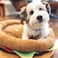 TONBO Soft Plush Small Cute and Cozy Food Dog Cat Bed Washer and Dryer Friendly Burger